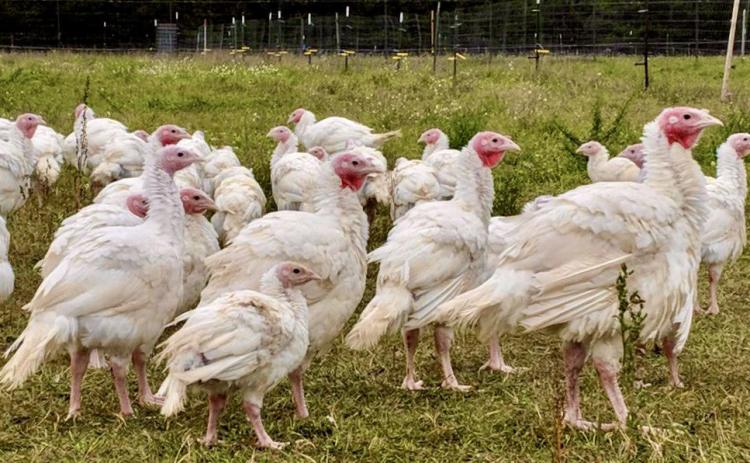 Local farms compete with imported turkeys during Thanksgiving