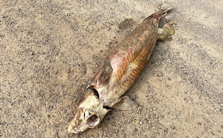 Michigan Department of Natural Resources officials are investigating a lake sturgeon that was found on Durham Road in Whitehall (Muskegon County). Anyone with information is asked to contact the DNR’s Report All Poaching Hotline at 800-292-7800.