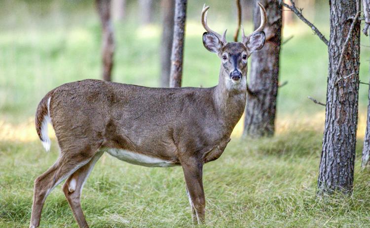 Chronic wasting disease threatens deer populations