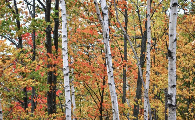 Fall foliage along Highway 2 in the Upper Peninsula. PHOTO PROVIDED BY TODD MARSEE, MICHIGAN SEA GRANT