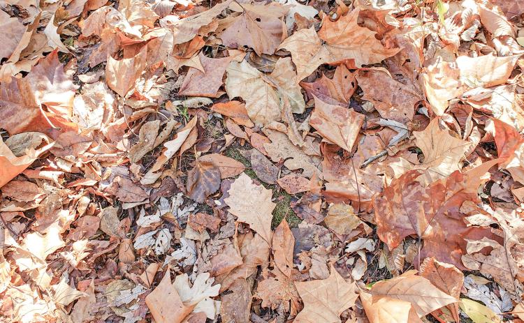 Fallen leaves on the ground are important for woodland species including insects, amphibians and small mammals over the cold months. PHOTO BY RACHEL COALE