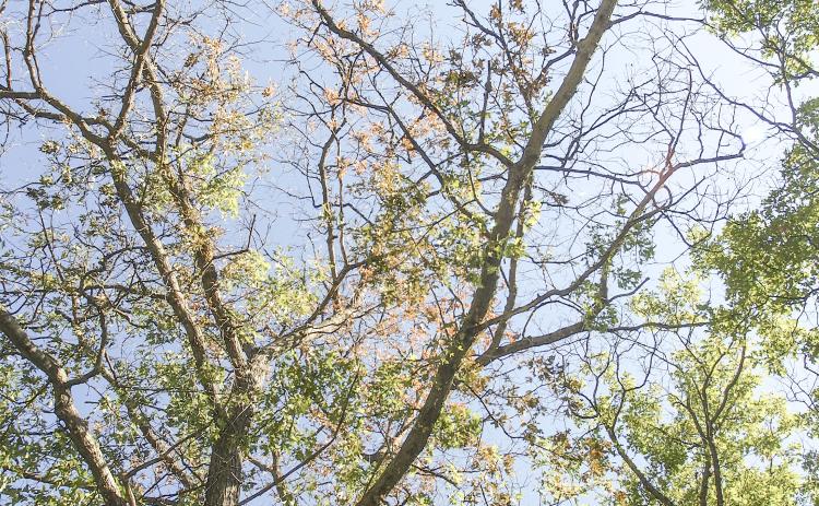 To keep oak trees healthy, delay pruning until mid-July