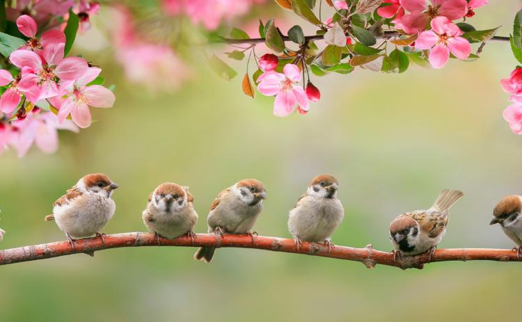 What spring means to you