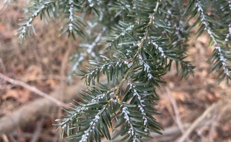 Round, white hemlock woolly adelgid ovisacs are found on the undersides of branches near the base of the needles.