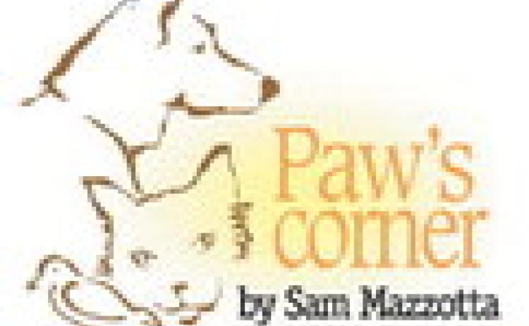 It’s up to you to keep pets safe from cold weather injury